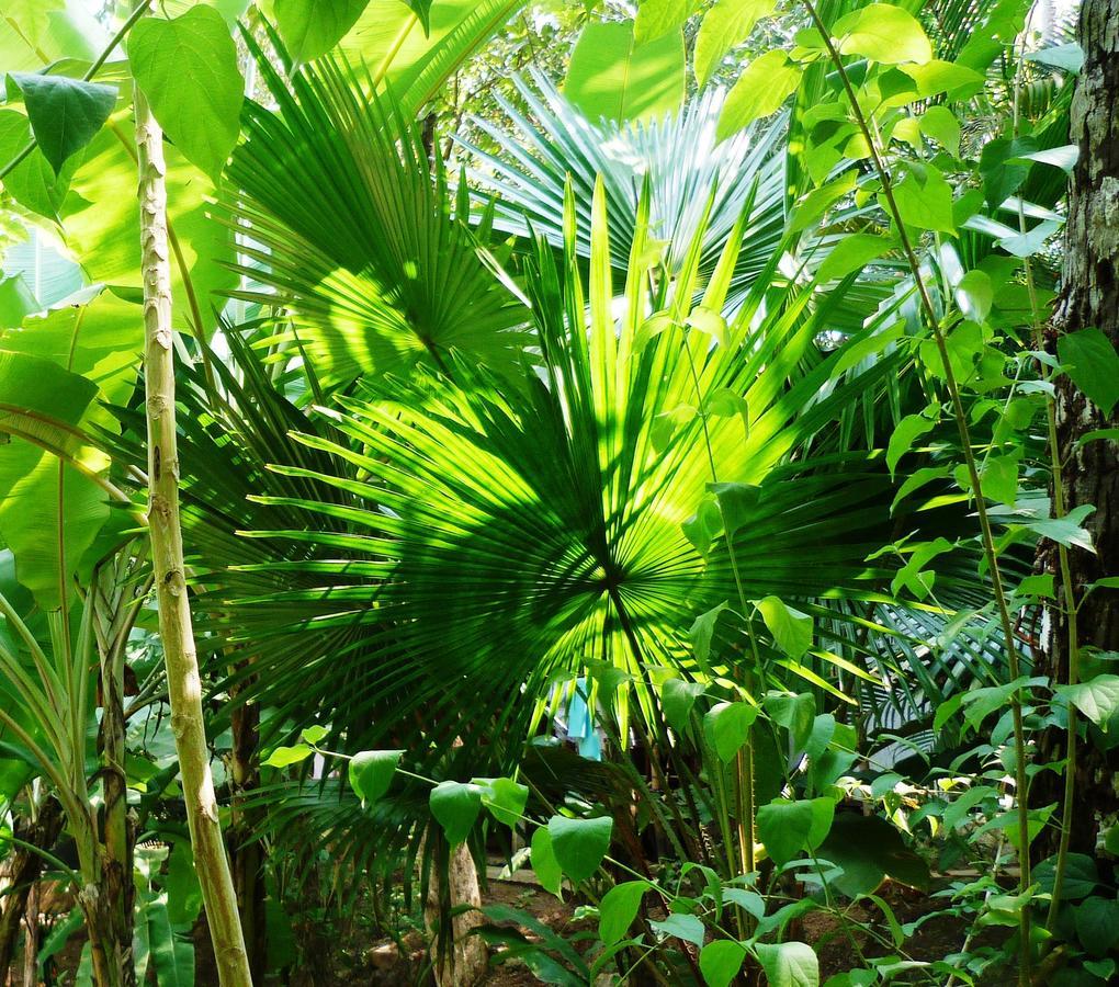 Secret Garden Resort Patnem Beach Eksteriør billede